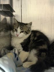 Shelter Stray Female Cat last seen , 600 Aviation Dr, Camarillo, CA 93010, USA
