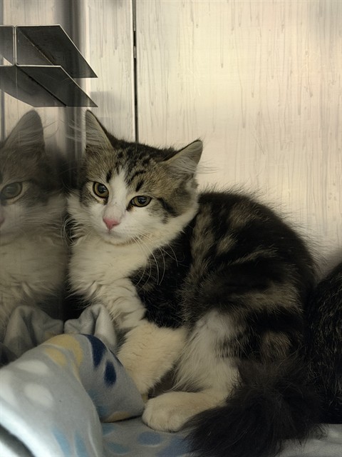 Shelter Stray Female Cat last seen , 600 Aviation Dr, Camarillo, CA 93010, USA