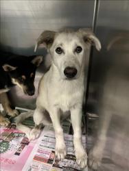 Shelter Stray Unknown Dog last seen , 1850 W 60th St, Los Angeles, CA 90047, USA