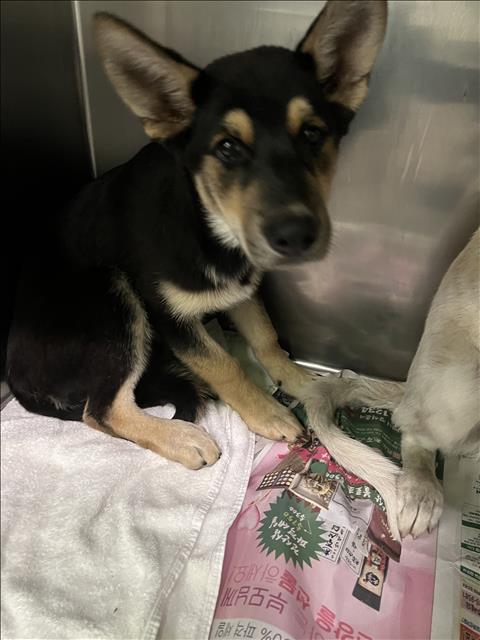 Shelter Stray Male Dog last seen , 1850 W 60th St, Los Angeles, CA 90047, USA