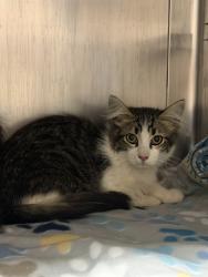 Shelter Stray Male Cat last seen , 600 Aviation Dr, Camarillo, CA 93010, USA