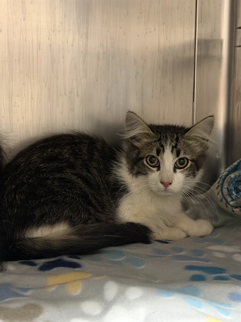 Shelter Stray Male Cat last seen , 600 Aviation Dr, Camarillo, CA 93010, USA