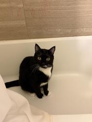 Lost Male Cat last seen fountain blvd , jet wing, Colorado Springs, CO 80916