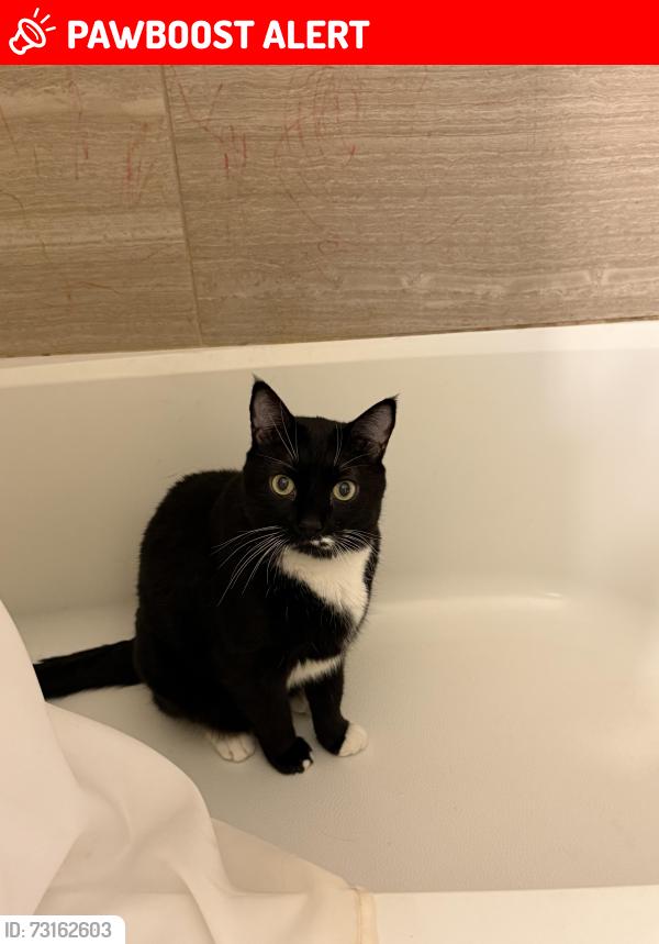 Lost Male Cat last seen fountain blvd , jet wing, Colorado Springs, CO 80916