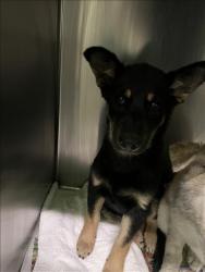 Shelter Stray Unknown Dog last seen , 1850 W 60th St, Los Angeles, CA 90047, USA