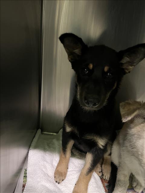 Shelter Stray Unknown Dog last seen , 1850 W 60th St, Los Angeles, CA 90047, USA