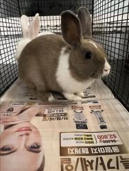 Shelter Stray Female Other last seen , 1850 W 60th St, Los Angeles, CA 90047, USA