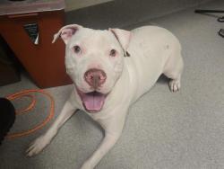 Shelter Stray Male Dog last seen DRY CREEK & RICHARDSON, 11232 B Ave, Auburn, CA 95603, USA