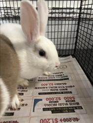Shelter Stray Male Other last seen , 1850 W 60th St, Los Angeles, CA 90047, USA