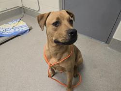 Shelter Stray Male Dog last seen HWY 49 & ELM, 11232 B Ave, Auburn, CA 95603, USA