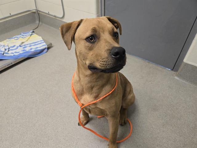 Shelter Stray Male Dog last seen HWY 49 & ELM, 11232 B Ave, Auburn, CA 95603, USA
