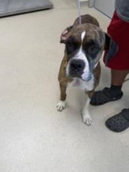 Shelter Stray Male Dog last seen ALAMANCE COUNTY, 221 Stone Quarry Rd, Burlington, NC 27217, USA