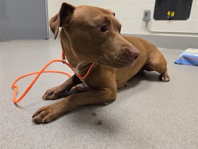Shelter Stray Female Dog last seen HWY 49 & ELM, 11232 B Ave, Auburn, CA 95603, USA