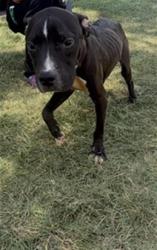 Shelter Stray Male Dog last seen CHARLOTTE, 8315 Byrum Dr, Charlotte, NC 28217, USA
