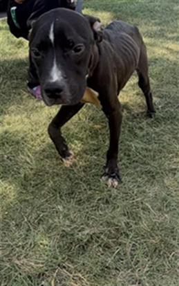 Shelter Stray Male Dog last seen CHARLOTTE, 8315 Byrum Dr, Charlotte, NC 28217, USA