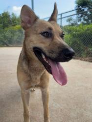 Shelter Stray Female Dog last seen CHARLOTTE, 8315 Byrum Dr, Charlotte, NC 28217, USA