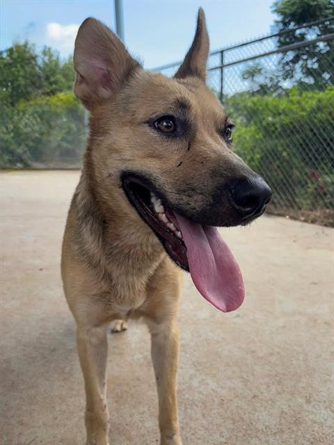 Shelter Stray Female Dog last seen CHARLOTTE, 8315 Byrum Dr, Charlotte, NC 28217, USA