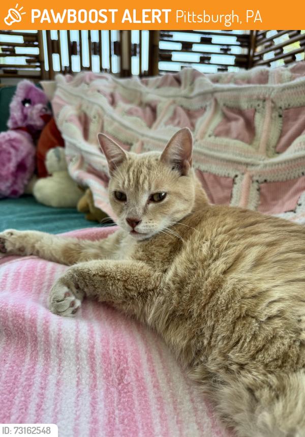 Found/Stray Unknown Cat last seen Pittsburgh Public Schools Service Center on Muriel Street, Pittsburgh, PA 15203