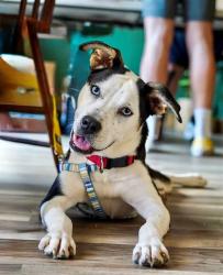 Shelter Stray Female Dog last seen CHARLOTTE, 8315 Byrum Dr, Charlotte, NC 28217, USA