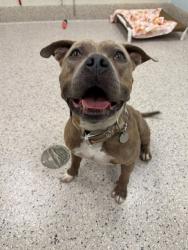 Shelter Stray Male Dog last seen Near BLOCK MAGNOLIA ST 80022, 12155 Park Blvd, Brighton, CO 80601, USA