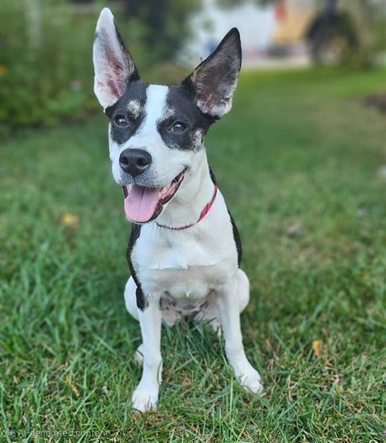 Shelter Stray Female Dog last seen CHARLOTTE, 8315 Byrum Dr, Charlotte, NC 28217, USA