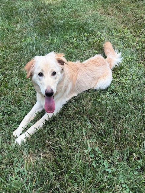 Shelter Stray Female Dog last seen CHARLOTTE, 8315 Byrum Dr, Charlotte, NC 28217, USA