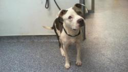 Shelter Stray Male Dog last seen CHARLOTTE, 8315 Byrum Dr, Charlotte, NC 28217, USA
