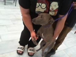Shelter Stray Female Dog last seen CHARLOTTE, 8315 Byrum Dr, Charlotte, NC 28217, USA