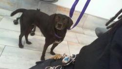 Shelter Stray Female Dog last seen CHARLOTTE, 8315 Byrum Dr, Charlotte, NC 28217, USA