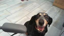 Shelter Stray Female Dog last seen CHARLOTTE, 8315 Byrum Dr, Charlotte, NC 28217, USA