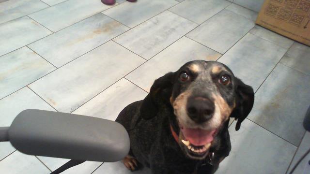 Shelter Stray Female Dog last seen CHARLOTTE, 8315 Byrum Dr, Charlotte, NC 28217, USA