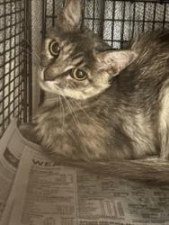 Shelter Stray Female Cat last seen , 14409 Vanowen St, Van Nuys, CA 91405, USA