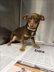 Shelter Stray Female Dog last seen , 14409 Vanowen St, Van Nuys, CA 91405, USA