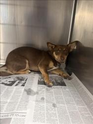 Shelter Stray Male Dog last seen , 14409 Vanowen St, Van Nuys, CA 91405, USA