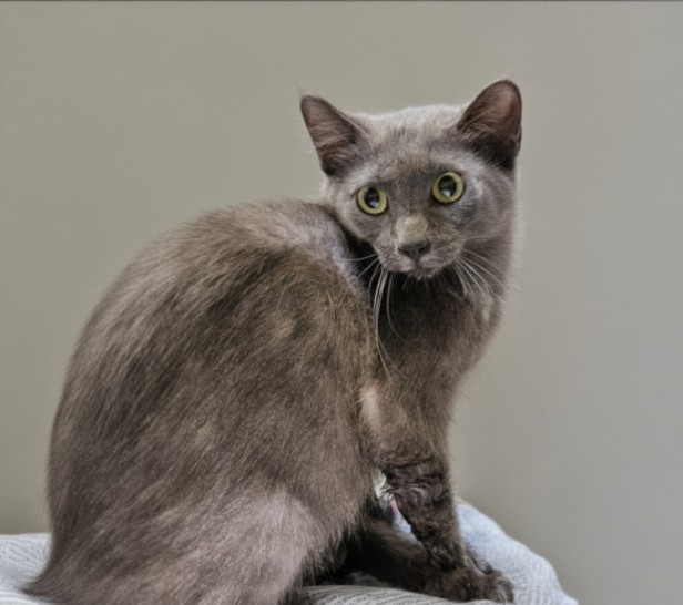 Shelter Stray Female Cat last seen , 3201 Lacy St, Los Angeles, CA 90031, USA