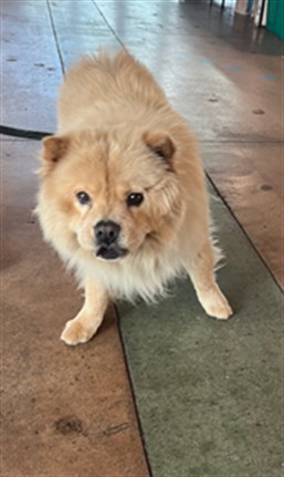 Shelter Stray Female Dog last seen , 14409 Vanowen St, Van Nuys, CA 91405, USA