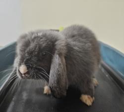 Shelter Stray Male Other last seen , 3201 Lacy St, Los Angeles, CA 90031, USA