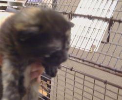 Shelter Stray Female Cat last seen FREEPORT BLVD/CONSUMNES RD,95832, 3839 Bradshaw Rd, Sacramento, CA 95827, USA