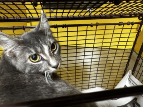 Shelter Stray Female Cat last seen , 3201 Lacy St, Los Angeles, CA 90031, USA
