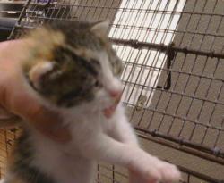 Shelter Stray Female Cat last seen FREEPORT BLVD/CONSUMNES RD,95832, 3839 Bradshaw Rd, Sacramento, CA 95827, USA