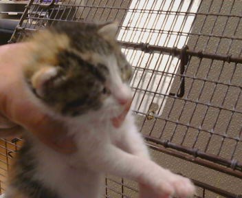 Shelter Stray Female Cat last seen FREEPORT BLVD/CONSUMNES RD,95832, 3839 Bradshaw Rd, Sacramento, CA 95827, USA