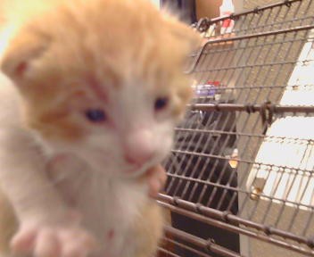 Shelter Stray Male Cat last seen FREEPORT BLVD/CONSUMNES RD,95832, 3839 Bradshaw Rd, Sacramento, CA 95827, USA