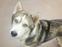 Shelter Stray Male Dog last seen 19TH AND DOBBINS, 5501 E Van Buren St, Phoenix, AZ 85008, USA