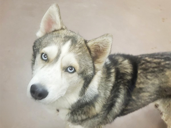 Shelter Stray Male Dog last seen 19TH AND DOBBINS, 5501 E Van Buren St, Phoenix, AZ 85008, USA