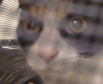 Shelter Stray Female Cat last seen FREEPORT BLVD/CONSUMNES RD,95832, 3839 Bradshaw Rd, Sacramento, CA 95827, USA