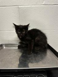 Shelter Stray Female Cat last seen RANCH LN/MARCELLA AVE,63121, 10521 Baur Blvd, Olivette, MO 63132, USA