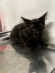 Shelter Stray Male Cat last seen RANCH LN, 10521 Baur Blvd, Olivette, MO 63132, USA