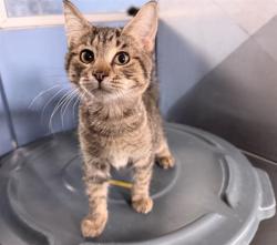 Shelter Stray Male Cat last seen HIGHLAND AND MEDICAL CENTER, 333 Chandler Pl, San Bernardino, CA 92408, USA