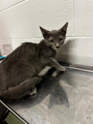 Shelter Stray Male Cat last seen RANCH LN/MARCELLA AVE,63121, 10521 Baur Blvd, Olivette, MO 63132, USA