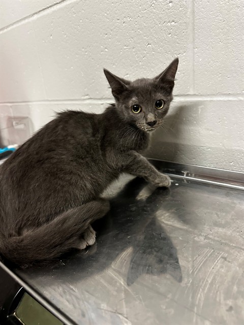 Shelter Stray Male Cat last seen RANCH LN/MARCELLA AVE,63121, 10521 Baur Blvd, Olivette, MO 63132, USA